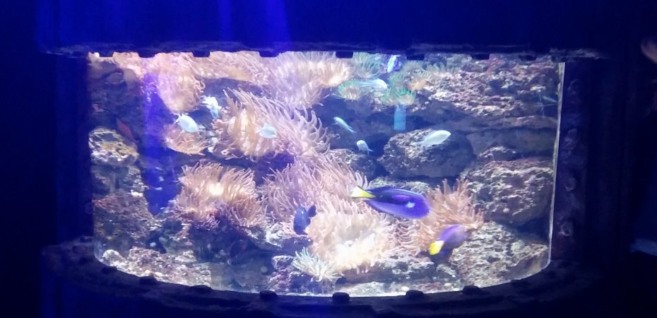 Ausflug: Sea Life in Königswinter