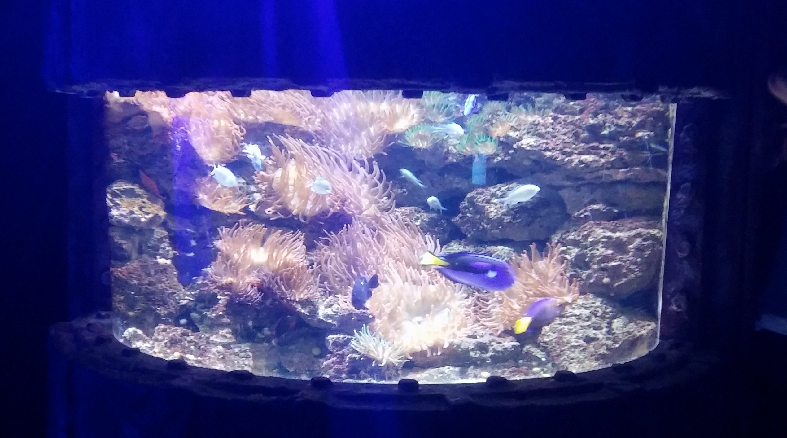 Ausflug: Sea Life in Königswinter - Larilen